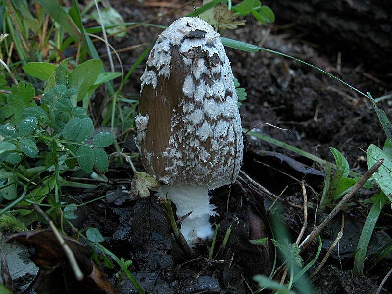 I miei primi Coprinopsis